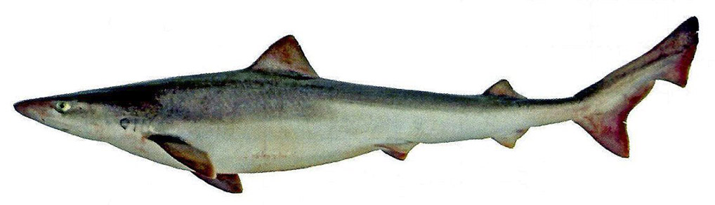 Galeorhinus galeus_09